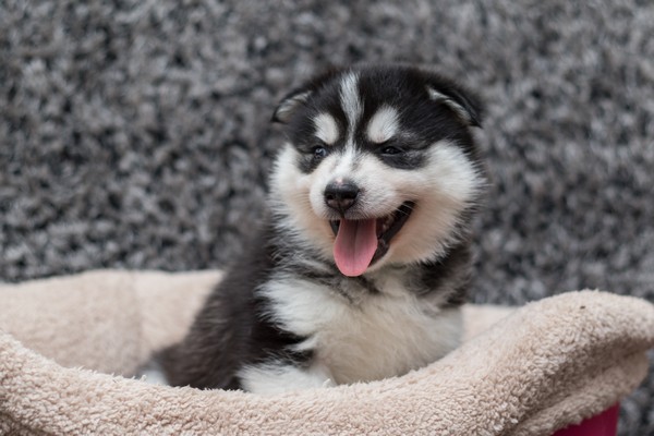 Black and White F2 Pomsky