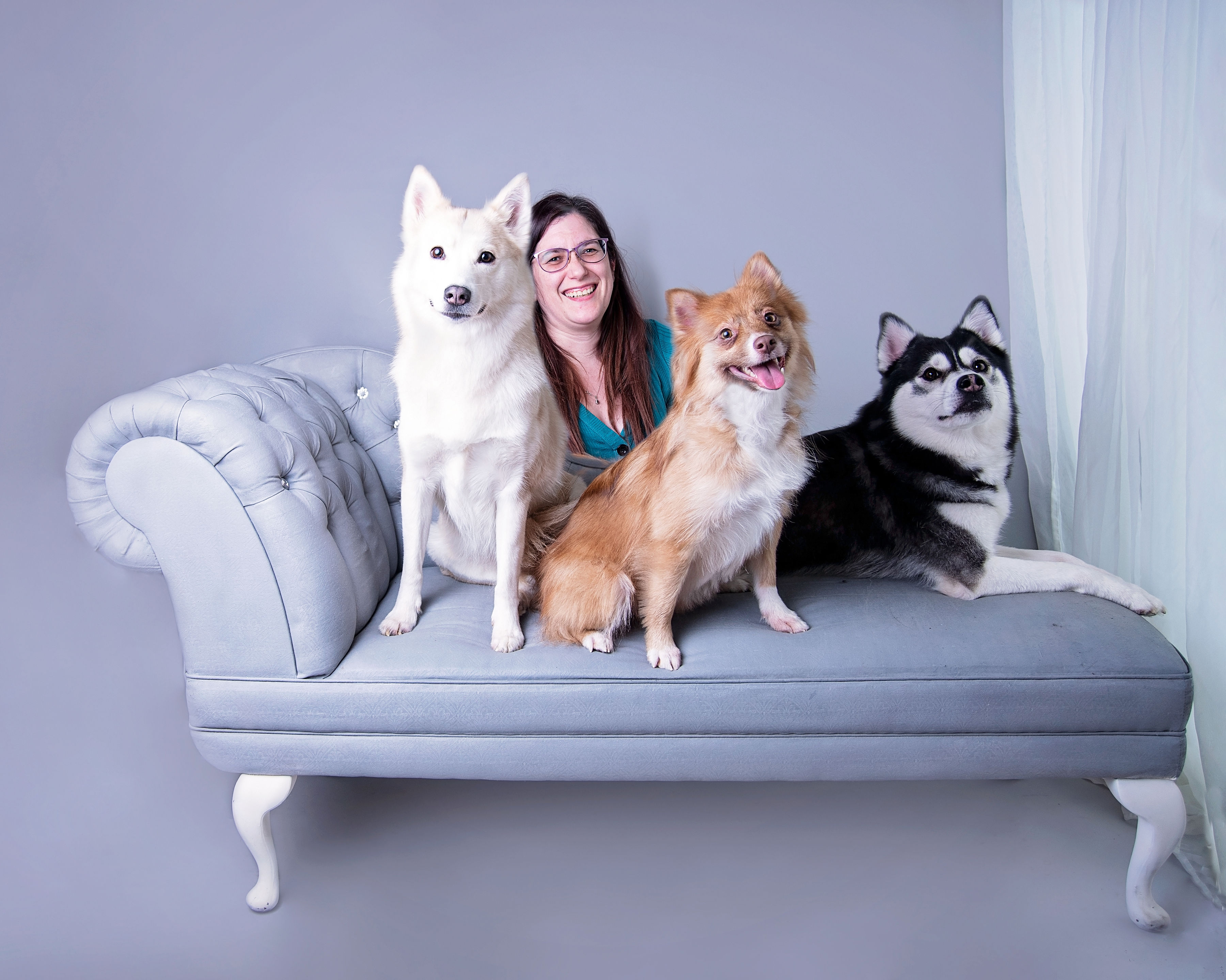 Three Pomsky Dogs